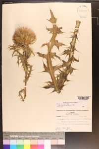 Cirsium horridulum image