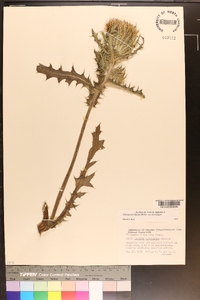 Cirsium horridulum image