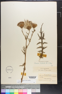 Cirsium nuttallii image