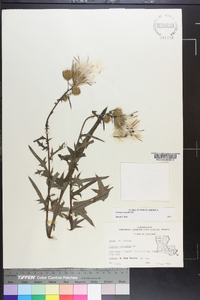 Cirsium nuttallii image