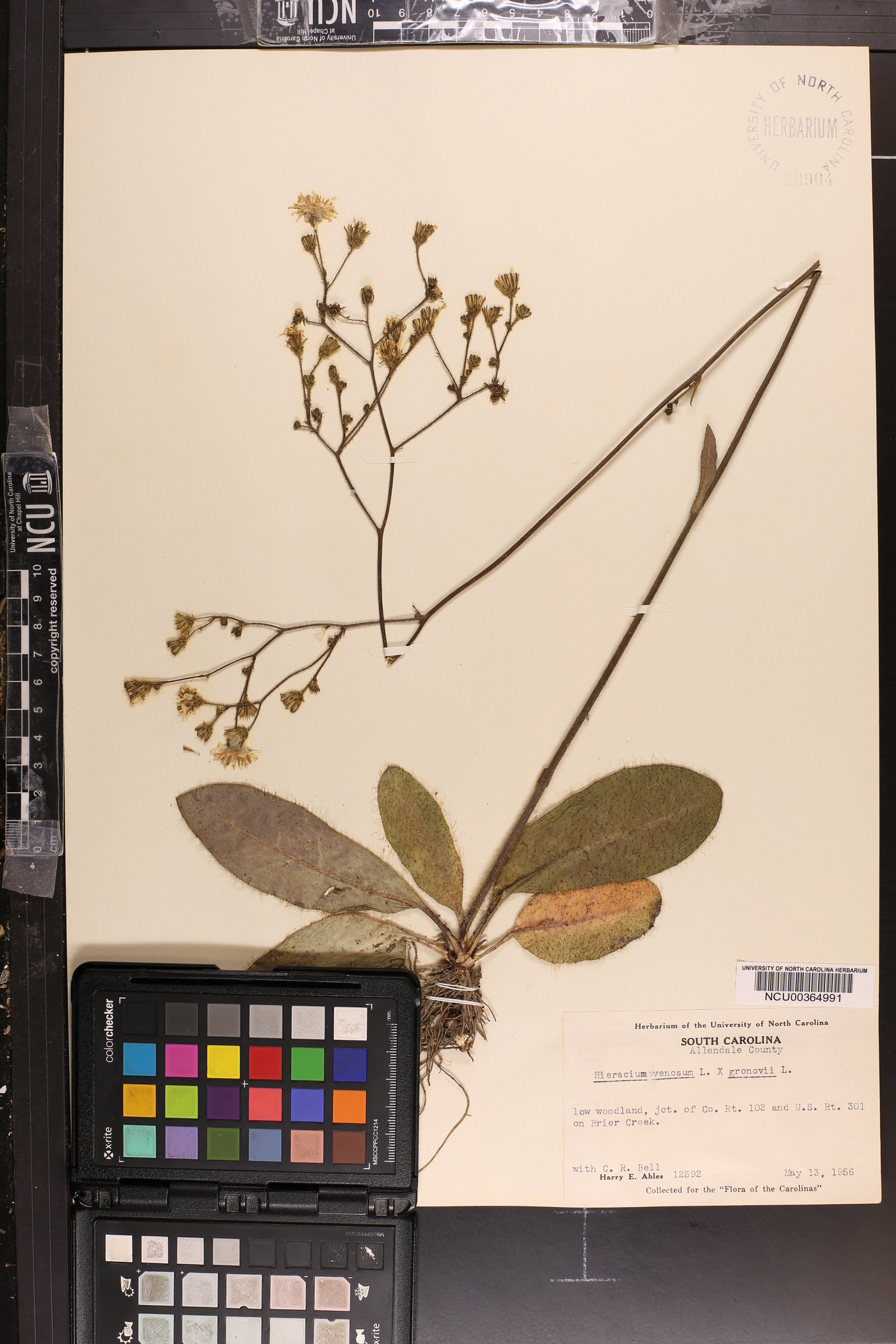 Hieracium marianum image