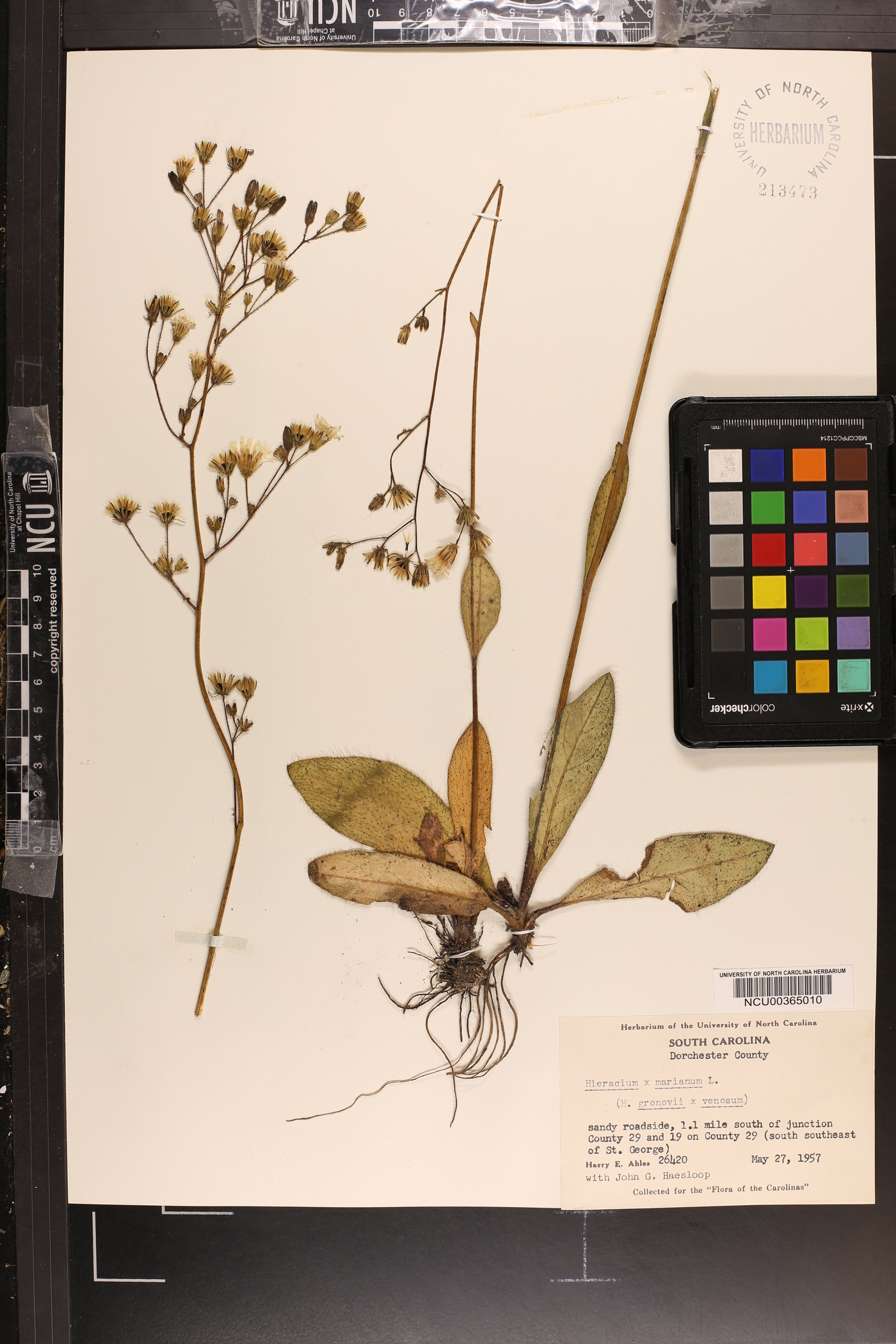 Hieracium marianum image