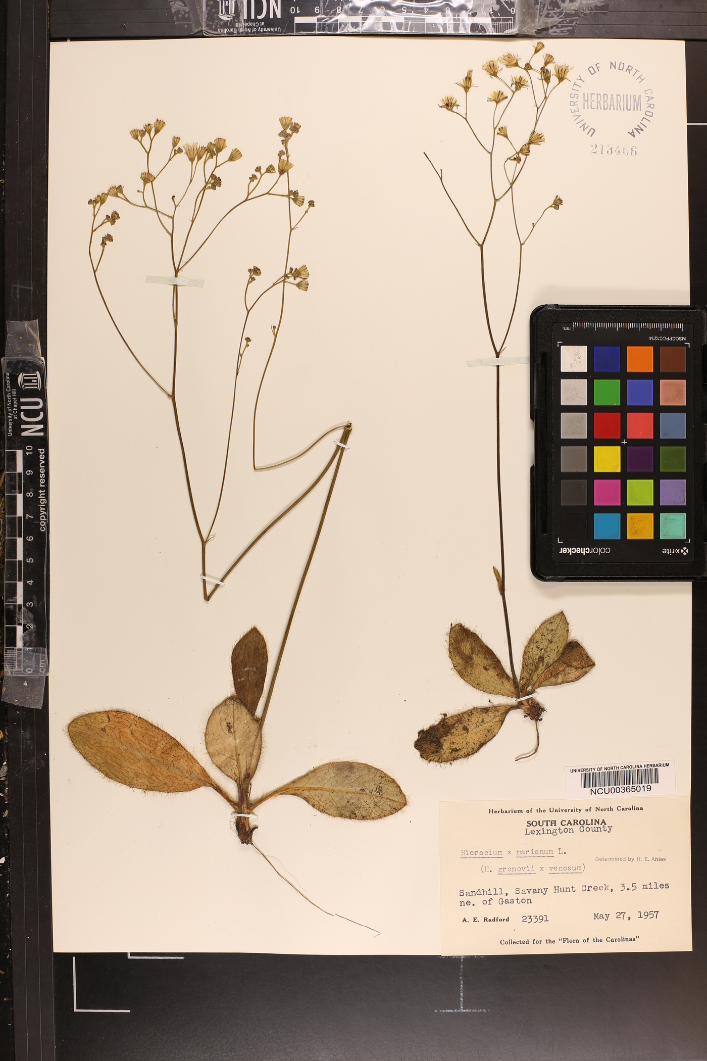 Hieracium marianum image