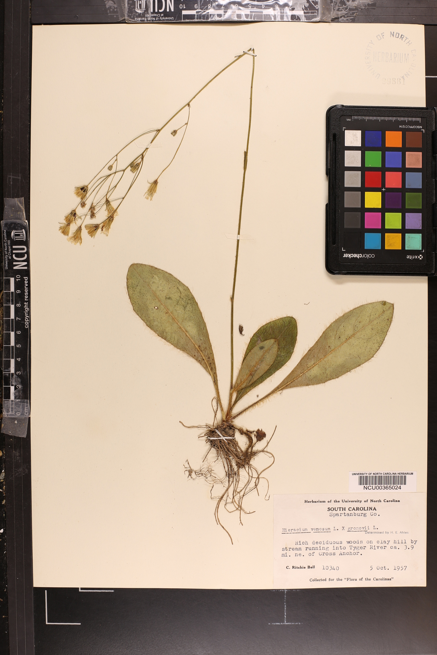 Hieracium marianum image
