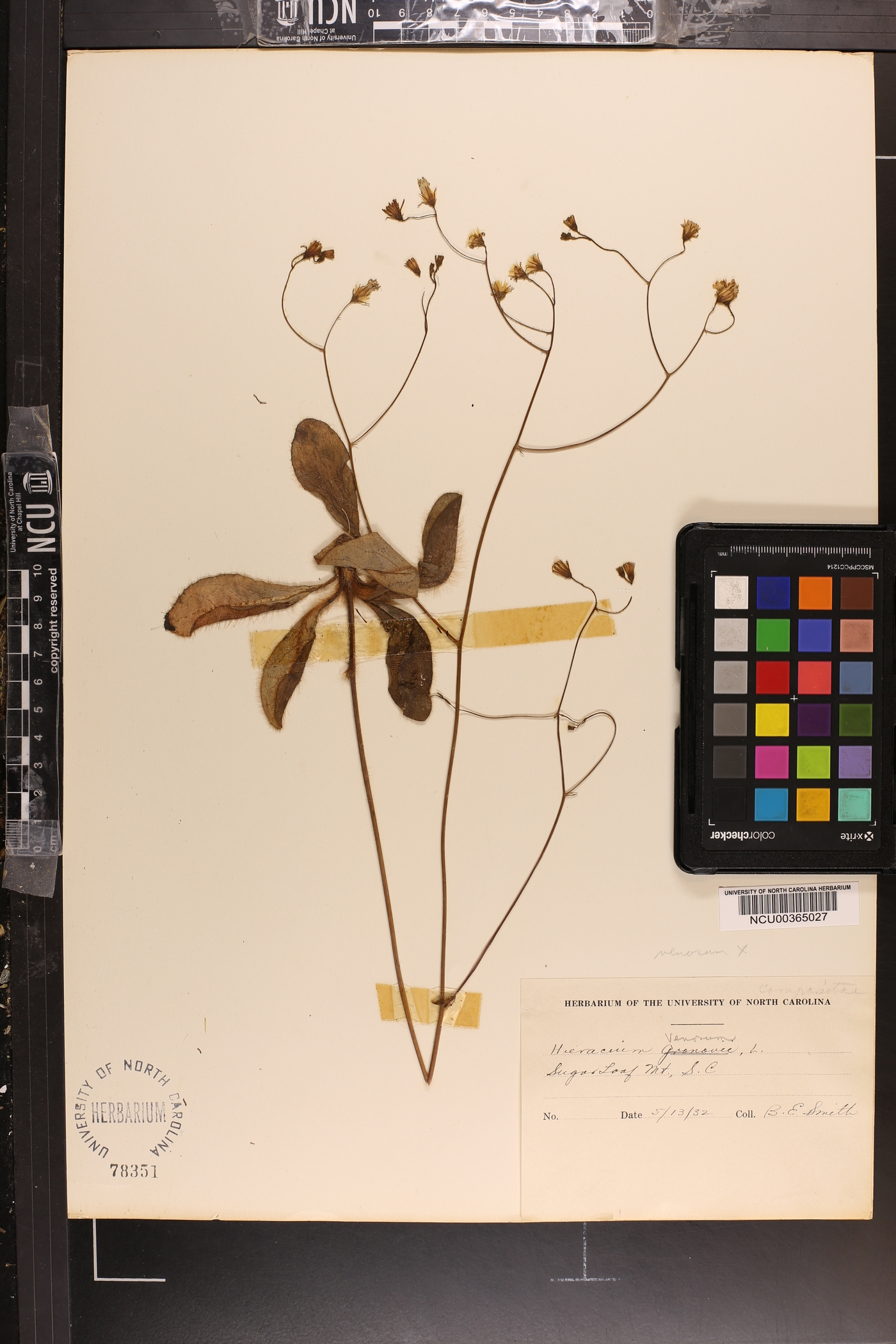 Hieracium marianum image