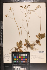 Hieracium venosum image