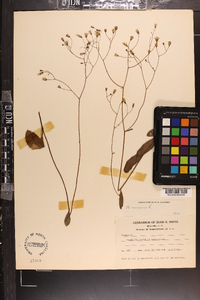 Hieracium venosum image