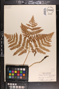 Pteridium aquilinum var. latiusculum image