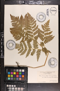 Pteridium aquilinum var. latiusculum image