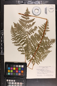 Pteridium aquilinum var. latiusculum image