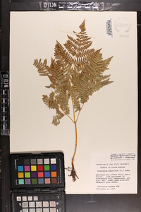 Pteridium aquilinum var. pubescens image