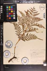 Pteridium aquilinum var. latiusculum image