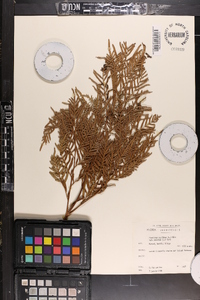 Pteridium aquilinum var. caudatum image