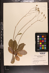 Hieracium venosum image