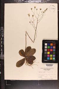 Hieracium venosum image