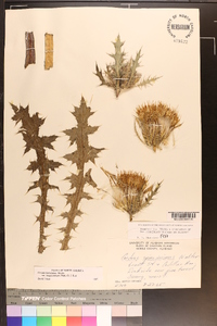 Cirsium horridulum image