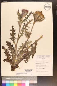 Cirsium horridulum image