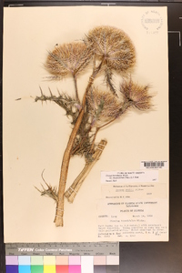 Cirsium horridulum image