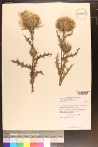 Cirsium horridulum image