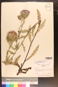 Cirsium horridulum image