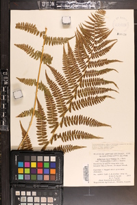 Athyrium asplenioides var. cyclosorum image