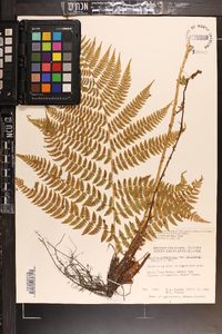 Athyrium asplenioides var. cyclosorum image