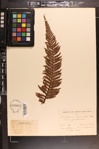 Dicksonia squarrosa image