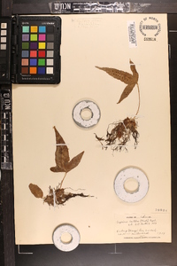 Crypsinus hastatus image