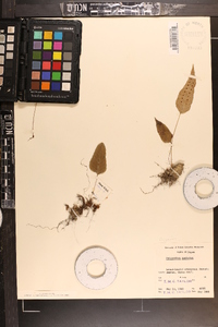 Crypsinus hastatus image