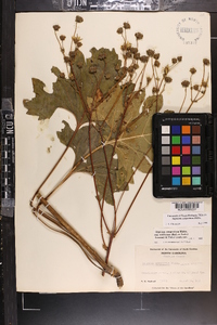 Silphium compositum image