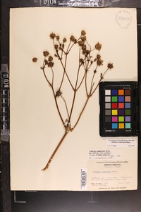 Silphium compositum image