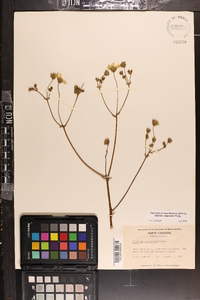 Silphium compositum image