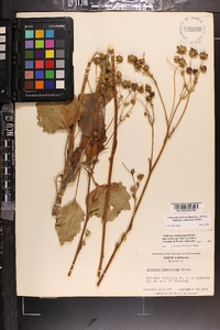 Silphium compositum image