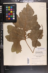 Silphium compositum image