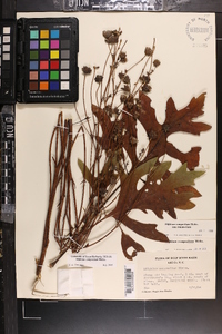 Silphium compositum image