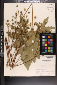 Silphium compositum image