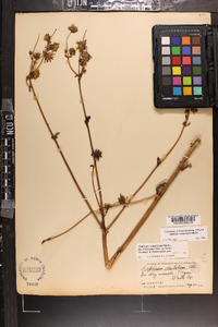 Silphium compositum image