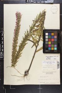 Liatris elegans image