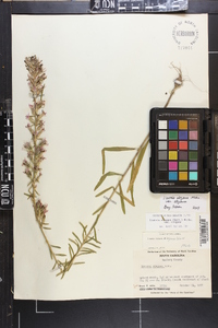 Liatris elegans image