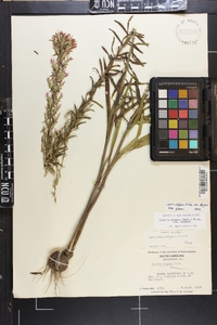 Liatris elegans var. elegans image