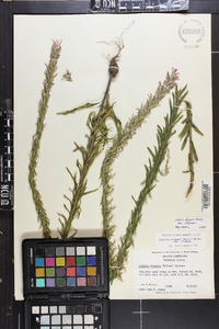 Liatris elegans image