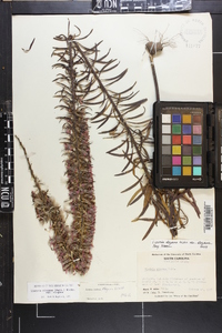 Liatris elegans image