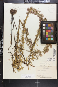 Liatris elegans image