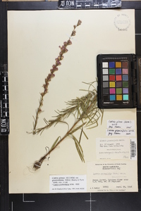 Liatris pilosa image