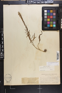 Liatris secunda image