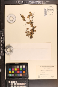 Lemmaphyllum microphyllum image