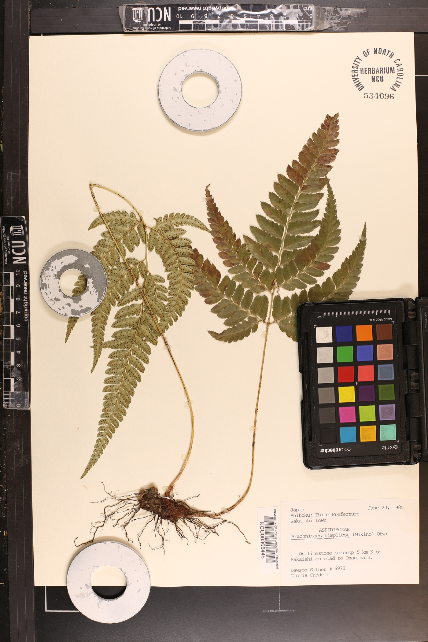 Arachniodes simplicior image