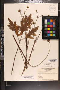 Silphium compositum image