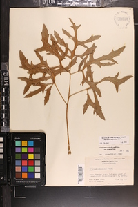 Silphium compositum image