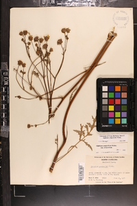 Silphium compositum image